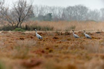 Faune des marais<br>NIKON D4, 700 mm, 2200 ISO,  1/1250 sec,  f : 7.1 